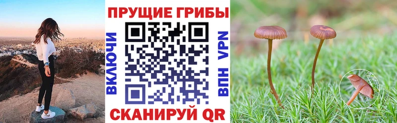 Псилоцибиновые грибы Psilocybine cubensis  дарнет шоп  Пятигорск 
